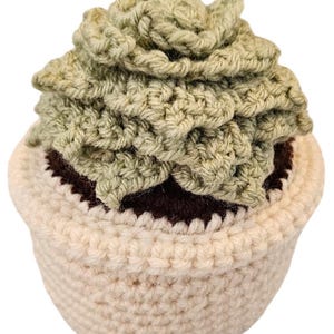 Potted Succulents
