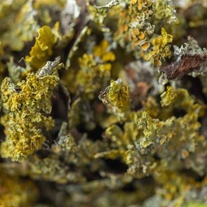 May include: Close-up of a cluster of dried lichen, featuring a mix of green, yellow, and brown hues. The lichen has a textured, leafy appearance.