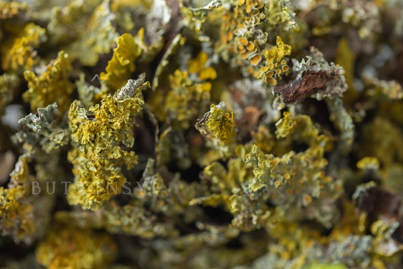 May include: Close-up of a cluster of dried lichen, featuring a mix of green, yellow, and brown hues. The lichen has a textured, leafy appearance.