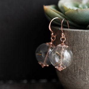 Pode incluir: Brincos de argola de ouro rosa com esferas de vidro transparentes que cont&ecirc;m sementes de dente-de-le&atilde;o secas.