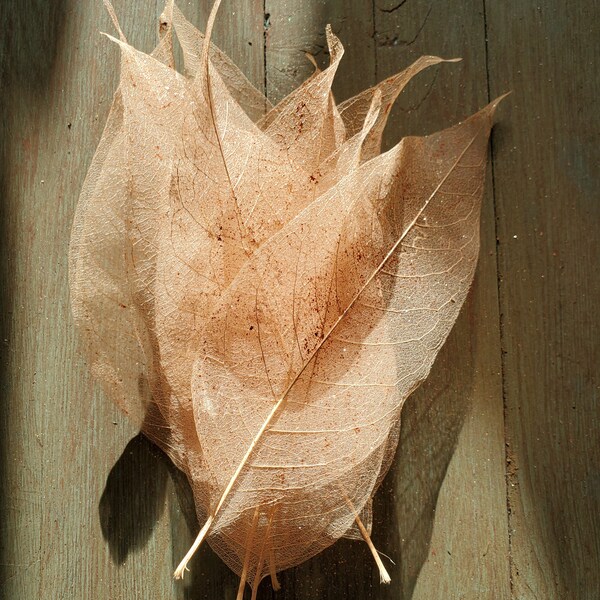 Coppery magnolia leaf skeletons
