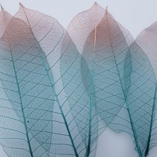 Teal and copper skeleton leaves, teal leaves with copper tip, rubber tree leaf skeletons, hand dyed dried leaves