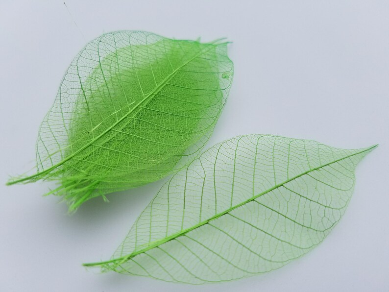 Bright Green Skeleton Leaves Small Etsy