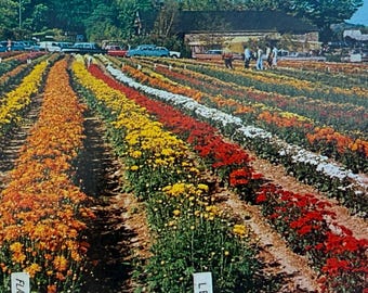 Carte postale ancienne représentant un présentoir de chrysanthèmes à Bristol, Connecticut