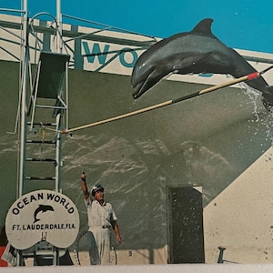 Dauphin bondissant à Ocean World, Fort Lauderdale, Floride, carte postale vintage