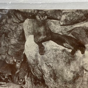 Mountain Lion: Puma, au Musée de l’Académie des Sciences de Californie, Golden Gate Park, San Francisco, Carte postale vintage