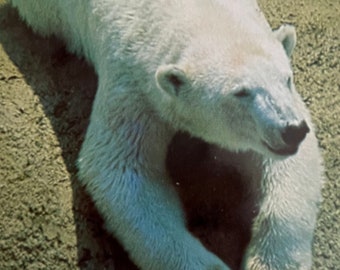 Polar Bear at the Los Angeles Zoo, Vintage Postcard