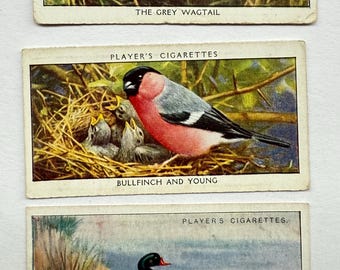Set of four Bird Themed Cigarette Cards, Bullfinch, Swallow, Sheldrake, Wagtail, by John Player and Sons, Vintage Tobacciana