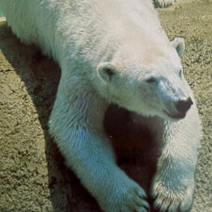 Polar Bear at the Los Angeles Zoo, Vintage Postcard