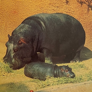 Hippopotame et veau dînant au zoo de Los Angeles, carte postale vintage