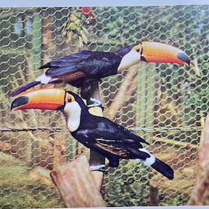 Toco Toucans d'Amérique du Sud au zoo de San Diego, série Animal Color vintage Carte de vœux