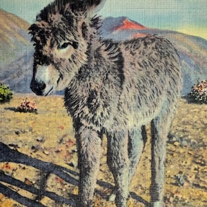 Rags the Baby Burro, carte postale vintage en lin