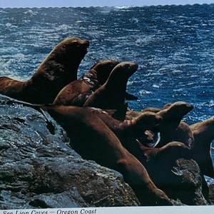 Lions de mer aux grottes des otaries sur la côte de l’Oregon, carte postale vintage