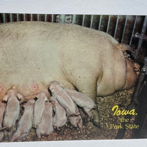 Iowa, The Pork State, carte postale vintage