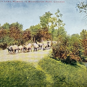 Jolies tondeuses à gazon à Washington Park Chicago, (moutons), carte postale vintage