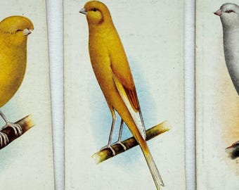 Set of 3, Aviary and Caged Birds Cigarette Cards by John Player and Sons, Yorkshire Canary, Crest Bred Canary, Vintage Tobacciana