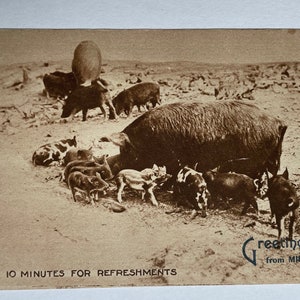 Greetings from Millerton, New York, &quot;Ten Minutes for Refreshments&quot; Pigs and Piglets Vintage Postcard