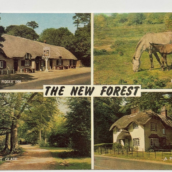 The New Forest, Hampshire Wiltshire, England, Vintage Postcard