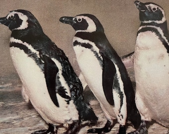 Penguins at the San Diego Zoo, from the Animal Color Series, Vintage Postcard