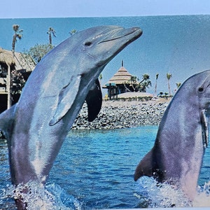 Dauphins au Sea World Lagoon, carte postale vintage