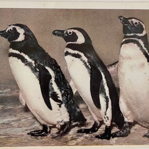 Pingouins au zoo de San Diego, de la série Animal Color, carte postale vintage