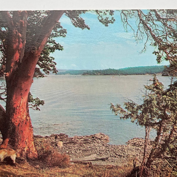 The Yachtsman's Paradise on the San Juan Islands, Washington, Vintage Postcard