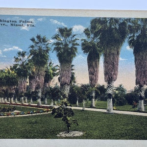 Washington Palms, Palm Avenue, Miami, Florida, Vintage Postcard