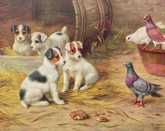 Puppies and Pigeons Painting, A Salmon Watercolor Postcard, Vintage Postcard