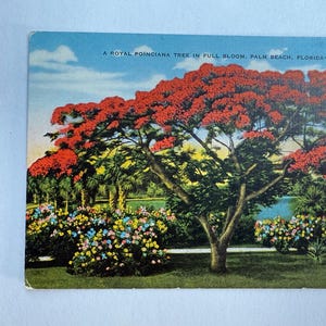 Carte postale vintage Flame Tree, ou Royal Poinciana, en Floride, en lin