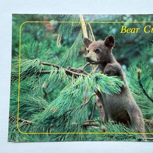 Encore une fois, un ourson mignon dans les bois, carte postale vintage