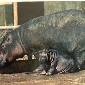 Carte postale vintage Hippopotame et son veau au zoo de San Diego, série Animal Color
