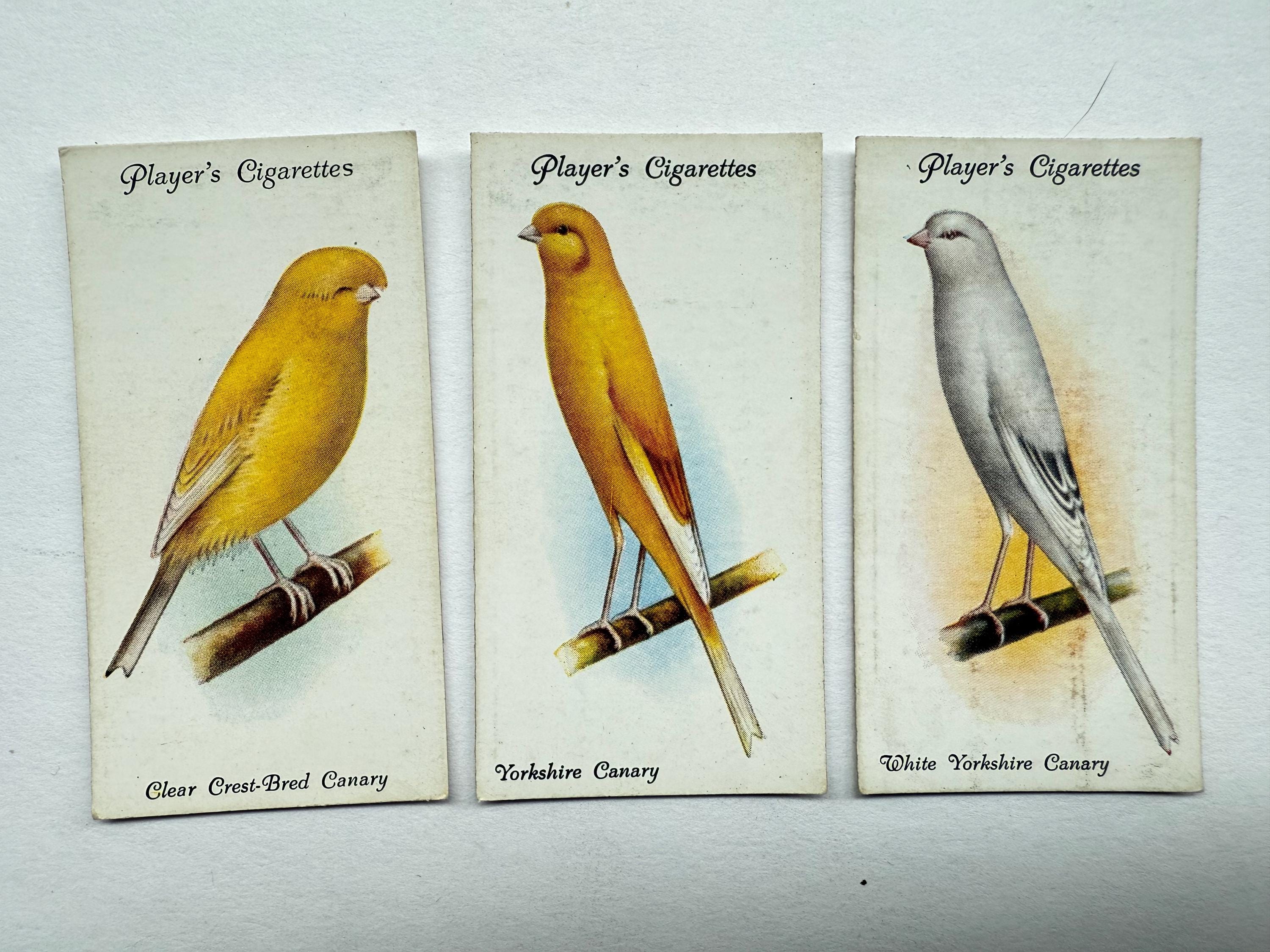 canaries cigarettes Set of 3, Aviary and Caged Birds Cigarette Cards by John Player and Sons,  Yorkshire Canary, Crest Bred Canary, Vintage Tobacciana