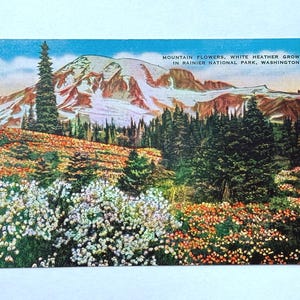 Carte postale vintage Fleurs de montagne et bruyère blanche au parc national Rainier, Washington