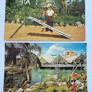 Paire de deux cartes postales : perroquets dressés, Sophie on the Slide et Hospitality House at Busch Gardens à Tampa en Floride, cartes postales anciennes