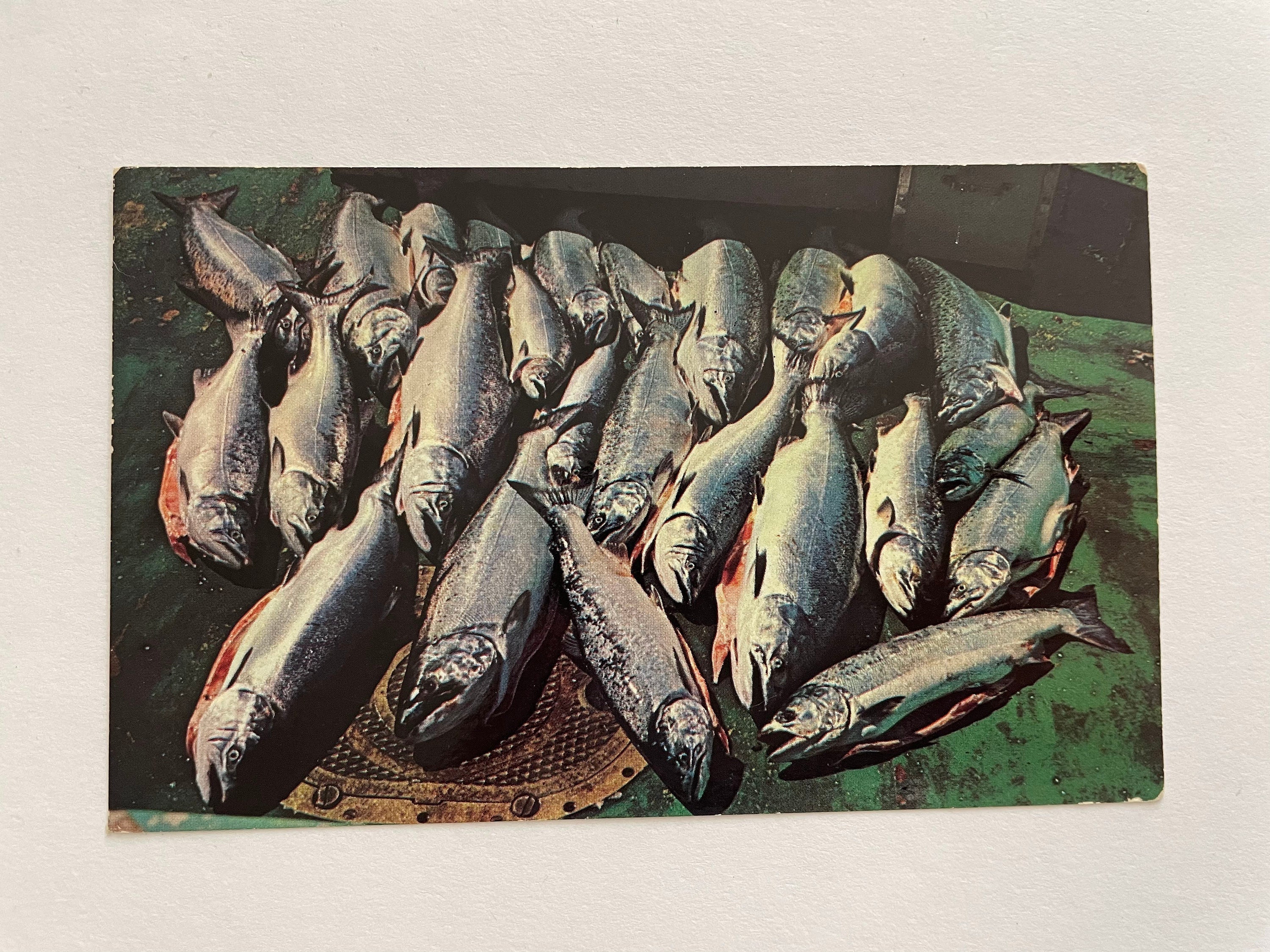 A Good Day's Catch of Kings and Silver Salmon in the Pacific Ocean, Vintage Postcard