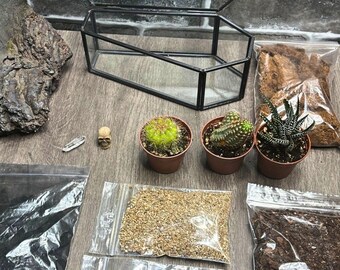 DIY Halloween Coffin Terrarium Kit: Succulents, Skull, and Crystal