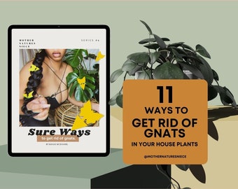 Comment se débarrasser des moucherons dans vos plantes d'intérieur | ravageurs des plantes d'intérieur 101| Ebook/Éliminer les moucherons des champignons/Traitement contre les mouches des champignons