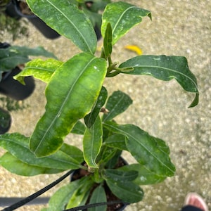 May include: Overhead view of a potted plant with large, green leaves. The leaves have prominent veins and a slightly wavy edge. The plant is in a black pot, and the background is a light-colored, textured surface.