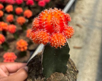 Orange Red Moon Cactus Gymnocalycium Mihanovichii - Cactus Variegated Live HousePlant live cactus plant gifts