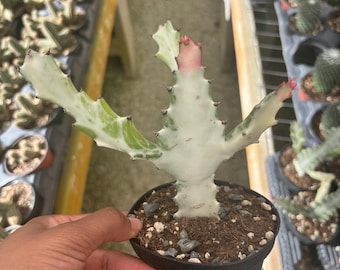 Ghost Euphorbia lactea Cactus Plant 4 Inch | Easy Beginner Indoor Plants | Houseplant Cacti for Garden & Home Deco