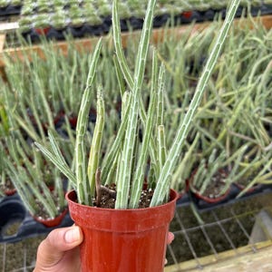 Pickle Plant, Little Pickles, Rare Kleinia Stapeliiformis Succulent, Live succulents Plant in 4&#39;&#39; pot