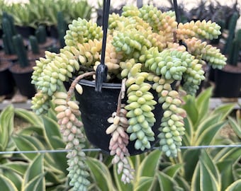 Sedum, Donkey Tail 4-6 inch pot | Sedum Burro Tail | Sedum Burrito, Donkey Tail Plant | trailing succulent Sedum Morganianum, hanging plant.