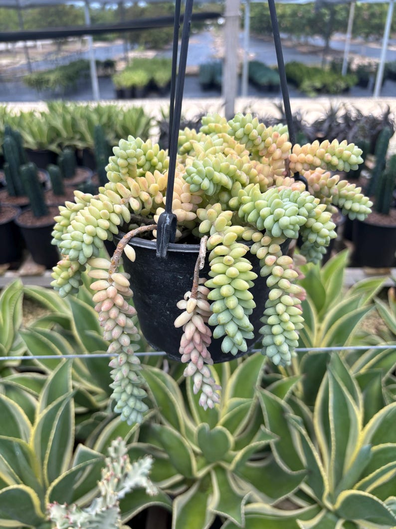Sedum, Donkey Tail 4-6 Inch Pot | Sedum Burro Tail | Sedum Burrito ...