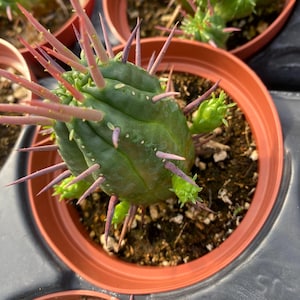 Rare Euphorbia Pillansii -pink Cactus Variegated Live HousePlant rooted 3'' cactus cuttings live Plant , plant gifts
