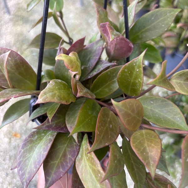 Hoya sunrise red variegation Live Plant  | Tropical house plant | Pet Safe Houseplant for Beginners | 4.5” Deep Pot, 4” Pot, or 3.5” Pot Opt