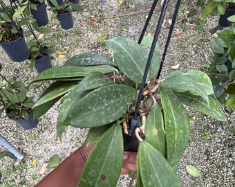 Hoya Incrassata  Live Plant | Tropical house plant | Pet Safe Houseplant | 4.5” Deep Pot, 4” Pot, or 3.5” Pot Opt