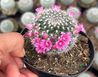 Mammillaria zeilmanniana, Pink Flowers Ring , Gothic Cactus - 4 Inch Live Plant