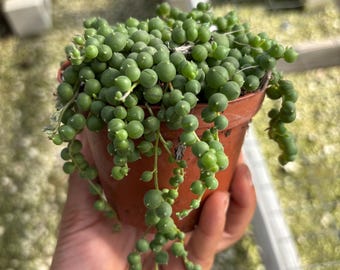String of Pearls Plant: Trailing Succulent in 4'' Pot