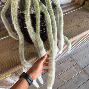 May include: A unique, trailing cactus with long, fuzzy, light green stems cascading from a dark brown, textured pot. The plant's stems have a soft, white, furry appearance, creating a striking contrast. The pot is filled with small, white pebbles.