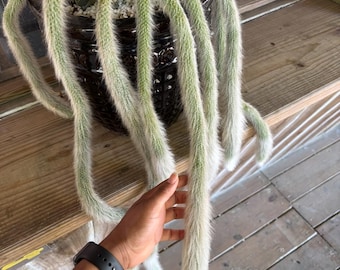 Oreocereus Trollii, Cephalocereus Senilis, Old Man of the Andes